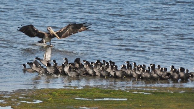 coots and pelican, Sweet Springs